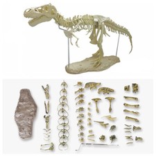 T Rex Tyrannosaurus Rex