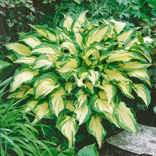 Hosta painted white albopicta - painted,