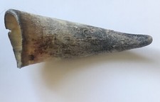 Empty cow horn 100 - cow,