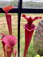 15+ Sarracenia Seeds From
