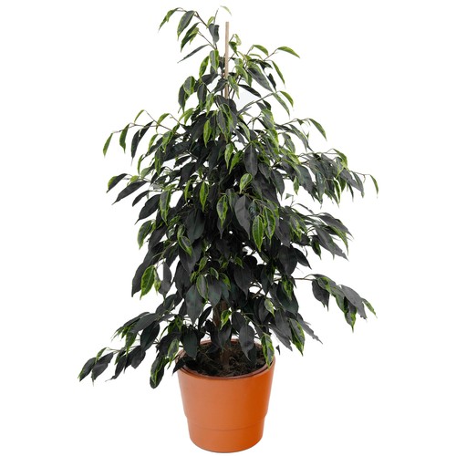 Evergreen ficus danielle - evergreen, |