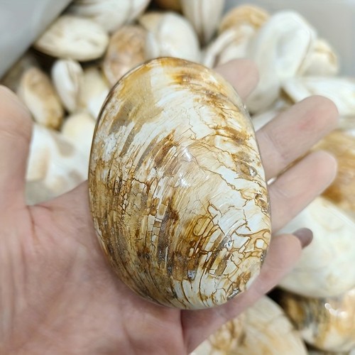 Polished shell fossil - lb,