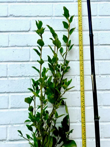 Griselinia littoralis 80cm - littoralis, 80cm+