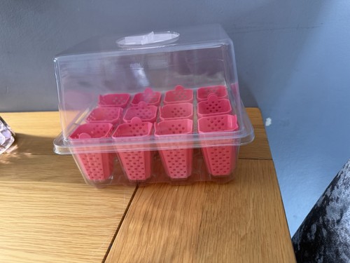 Pink seedling tray alocasia - seedling,