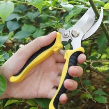 Plant Flower Scissor Pruning
