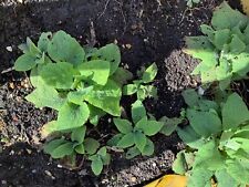 7 Foxglove plants, dug from my