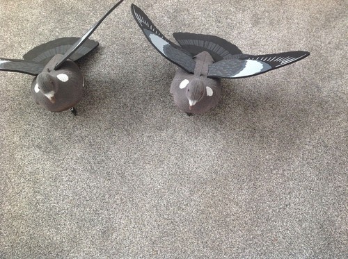 Pro flocked wing - flocked, pigeon
