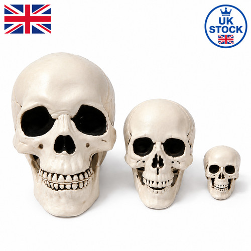 Human skull replica resin - uk,