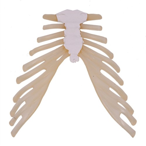 Human skeleton anatomical - human,