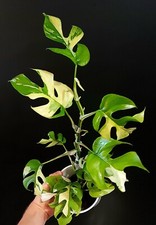 Rhaphidophora Tetrasperma