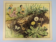 Enid Blyton Nature Plates Poster 15 The Dandelion Clocks Vintage Education
