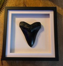 Medium Framed Megalodon Tooth 
