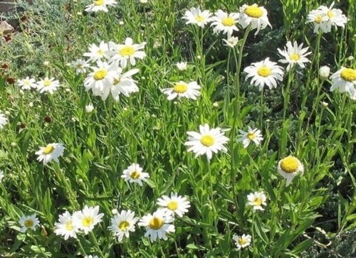 Eye daisy leucanthemum - ox, (leucanthemum