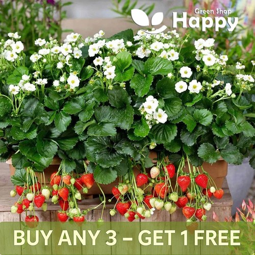 Trailing strawberry 5 seeds - strawberry,