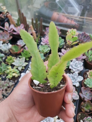 Lepismium houlletianum - lepismium,