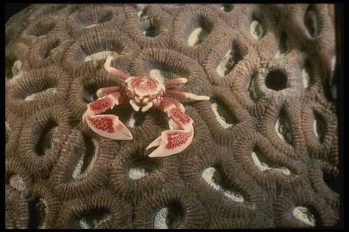 307030 porcelain crab brain - on,