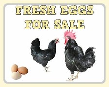 Fresh eggs for sale - eggs, hen