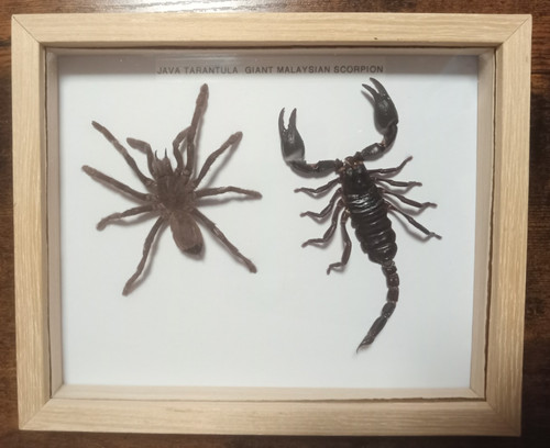Taxidermy real framed - real, giant