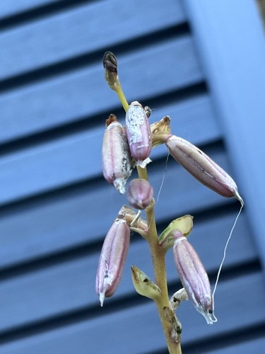 Hosta catherine small - catherine,