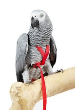 ADVENTURE BOUND PET PARROT