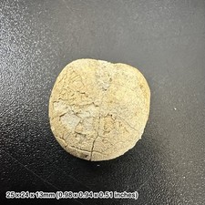 Micraster sp. echinoid fossil