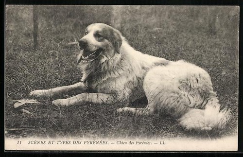 Postcard chien des pyrénées - des,