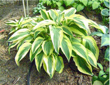 Hosta Dragonfly - Marginal