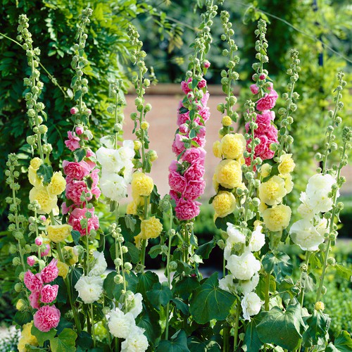 Alcea double garden mix - mix,