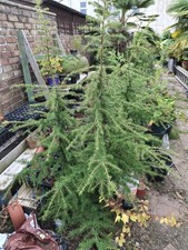 Cedar Of Lebanon. Cedrus Libani. Potted Tree