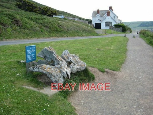 Photo whale bone - whale, bay