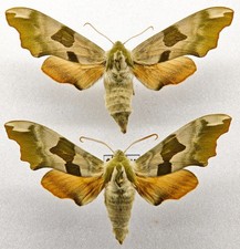 Sphingidae Mimas tiliae pair
