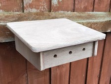 Solitary mason bee - solitary,