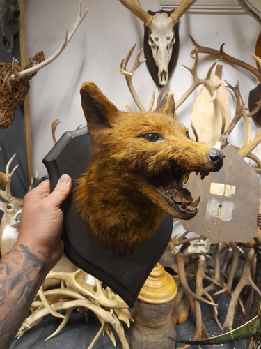 Antique vintage taxidermy - antique,