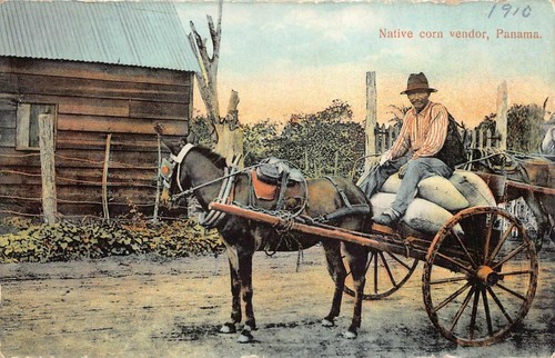 Native corn vendor panama - native,