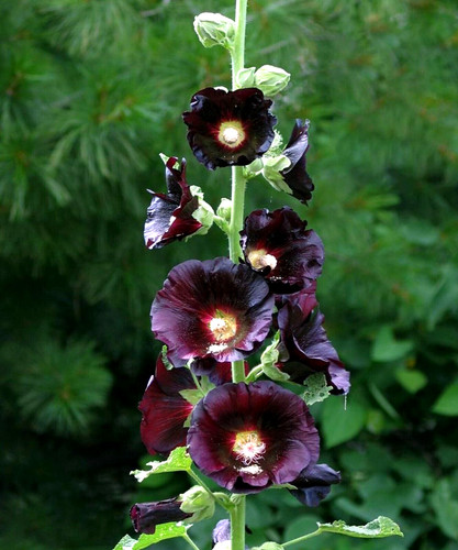 Hollyhock alcea rosea - alcea, single