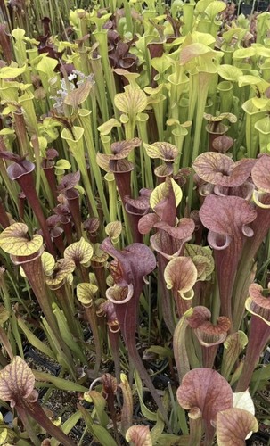 Sarracenia large pack - sarracenia, pack,