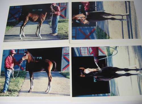 Yearling photographs edmund - yearling,