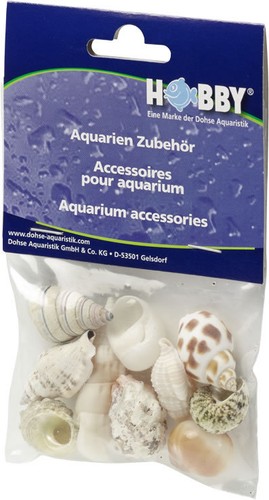 Hobby sea shells reef - sea,