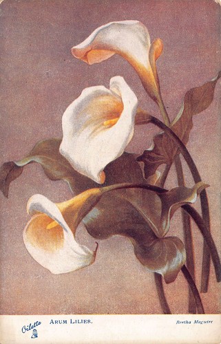 Arum lilies flower studies - lilies,