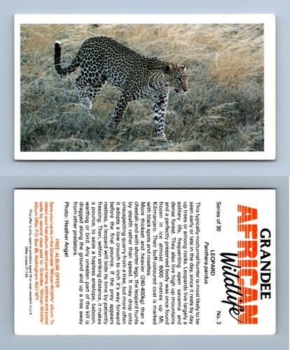 Leopard grandee african - #3,