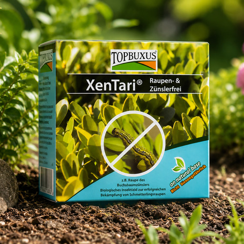 Topbuxus xentari boxwood - topbuxus,