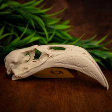 Flamingo Skull Replica Model