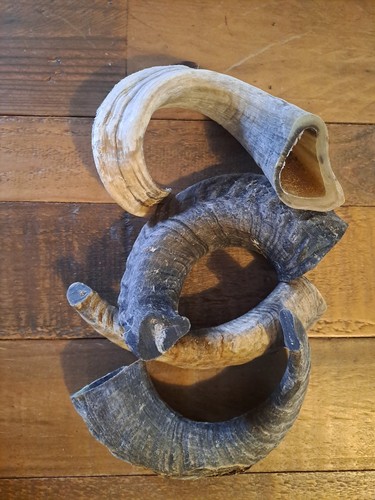 Natural ram horn - x,