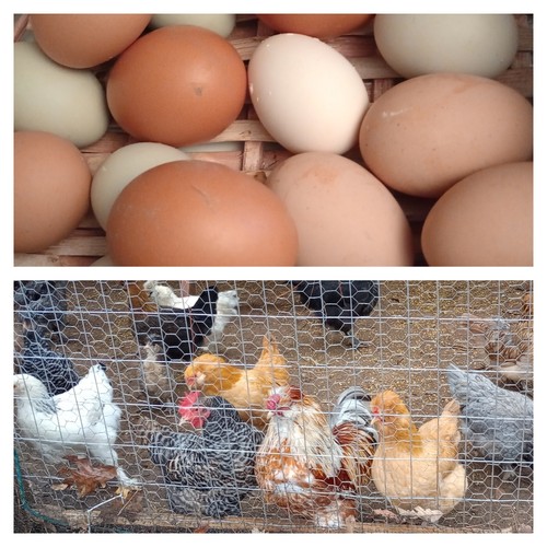 Extra fertile hatching - 14, +1