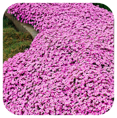 Arabis spring charm - arabis, large