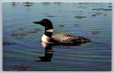 Duck  The Great Northern Diver