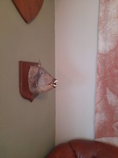 Vintage Taxidermy triggerfish