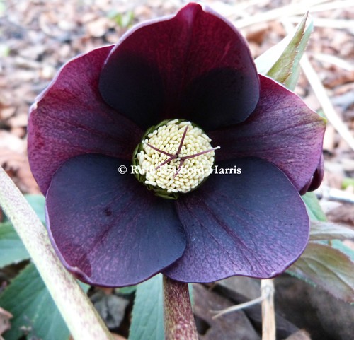 Helleborus hellebore - helleborus,