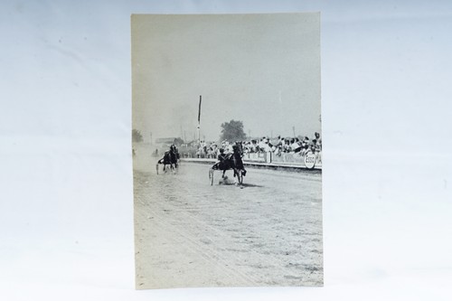 Horse harness racing trotting - horse,