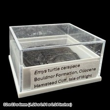 Emys Turtle Carapace Fossil